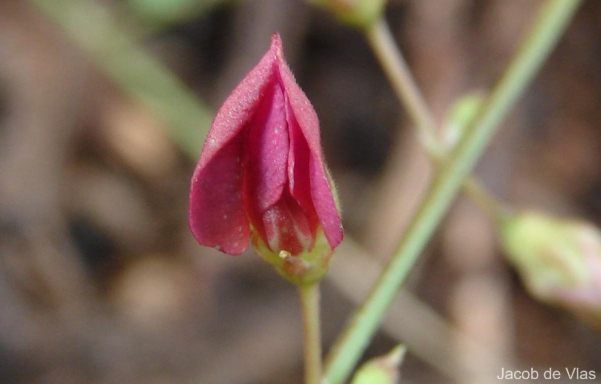 Tephrosia purpurea (L.) Pers.